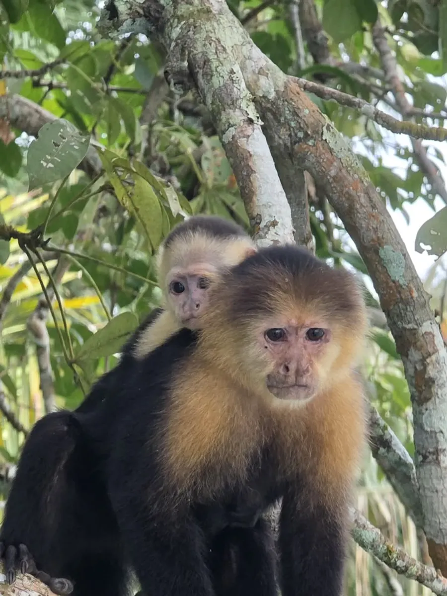 Monos capuchinos en su hábitat natural durante un recorrido por la selva panameña